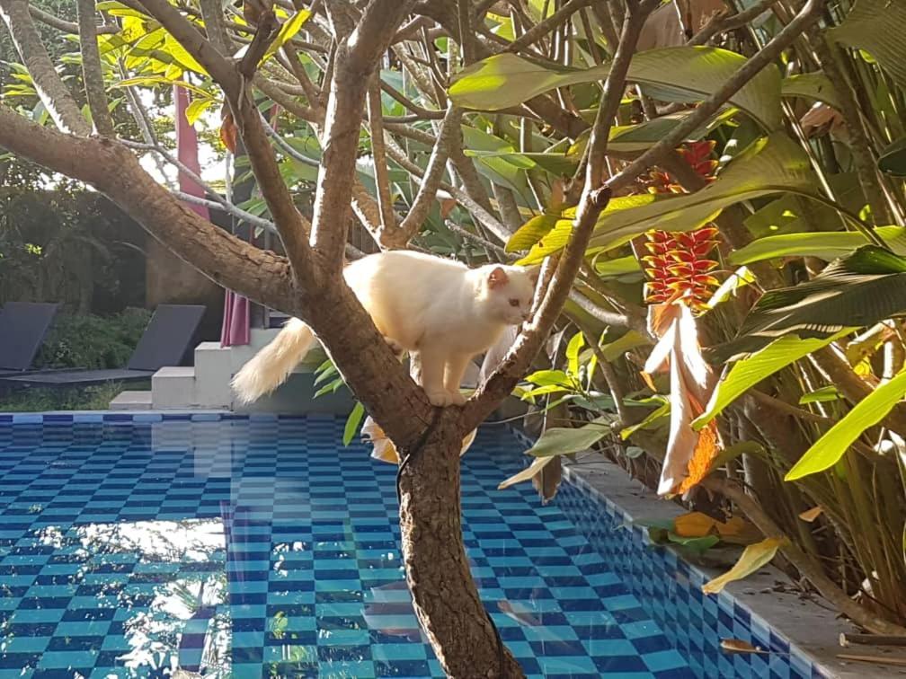 Rosseno Villa Yogyakarta Eksteriør bilde